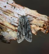 Rannoch Sprawler (Brachionycha nubeculosa)