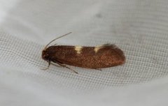 Feathered Bright (Incurvaria masculella)