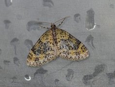 Yellow-barred Brindle (Acasis viretata)