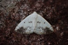 Clouded Silver (Lomographa temerata)