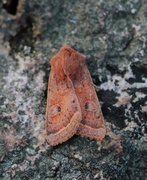 Punktseljefly (Orthosia gracilis)
