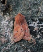 Punktseljefly (Orthosia gracilis)