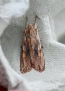 Brunt kappefly (Lithophane socia)