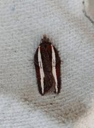 Seljeflatvikler (Acleris hastiana)