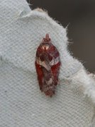 Seljeflatvikler (Acleris hastiana)