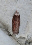 Seljeflatvikler (Acleris hastiana)