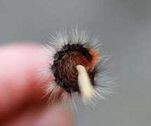 Garden Tiger (Arctia caja)