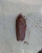 Seljeflatvikler (Acleris hastiana)