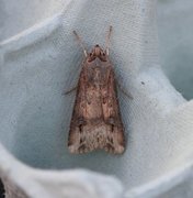 Dark Sword-grass (Agrotis ipsilon)