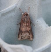 Langvingejordfly (Agrotis ipsilon)