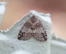 May Highflyer (Hydriomena impluviata)