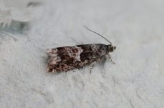 Common Birch Bell (Epinotia immundana)