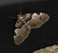 The Streamer (Anticlea derivata)