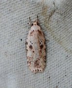 Agonopterix arenella