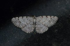 Grey Birch (Aethalura punctulata)