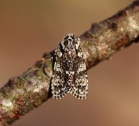 Syrekveldfly (Acronicta rumicis)