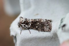 Frosted Green (Polyploca ridens)