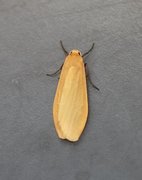 Orange Footman (Eilema sororcula)