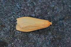 Orange Footman (Eilema sororcula)