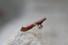 Caloptilia stigmatella