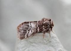 Lys eiketannspinner (Drymonia ruficornis)