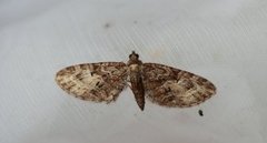 Vårdvergmåler (Eupithecia abbreviata)