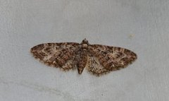 Vårdvergmåler (Eupithecia abbreviata)