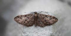 Vårdvergmåler (Eupithecia abbreviata)