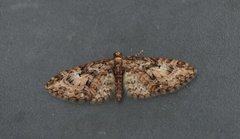 Vårdvergmåler (Eupithecia abbreviata)