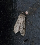 March Tubic (Diurnea fagella)