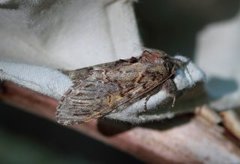 Great Prominent (Peridea anceps)