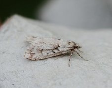 March Tubic (Diurnea fagella)