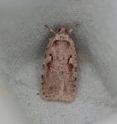 Agonopterix ocellana