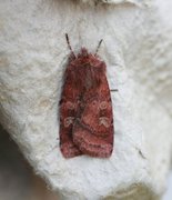 Small Square-spot (Diarsia rubi)