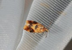 Oak Marble (Lobesia reliquana)