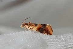 Oak Marble (Lobesia reliquana)