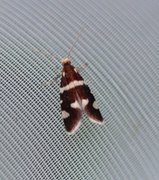 Strawberry Bright (Incurvaria praelatella)
