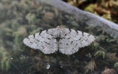 Grey Birch (Aethalura punctulata)