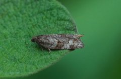 Dark-barred Tortrix (Syndemis musculana)