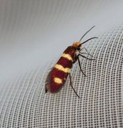 Yellow-barred Gold (Micropterix aureatella)