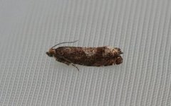 Square-barred Bell (Epinotia tetraquetrana)