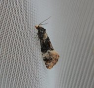 Dvergpraktvikler (Cochylis nana)