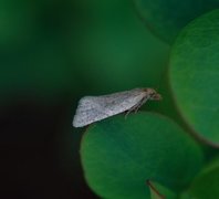Rustbladvikler (Clepsis senecionana)