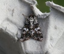 Marbled Coronet (Hadena confusa)