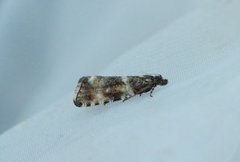 Olive Marble (Phiaris micana)
