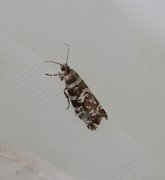 Common Spruce Bell (Epinotia tedella)