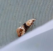 Vine Moth (Eupoecilia ambiguella)