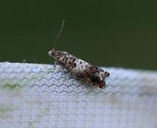 White Sallow Bell (Epinotia subocellana)