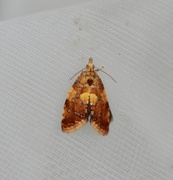 Yellow-spot Tortrix (Pseudargyrotoza conwagana)