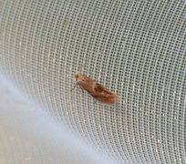 Birch Bent-wing (Bucculatrix demaryella)